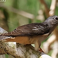  Brush Cuckoo at White Cedar EOS 7R RF100-500